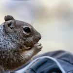Tierwelt & Kuriose Fakten Wie Spinnen ihre Netze bauen