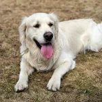 Wildtiere Warum einige Tiere monatelang ohne Nahrung überleben können