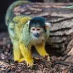 Tierkommunikation Wie sich Elefanten über große Distanzen verständigen