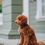 Wildtiere Wie sich Wildtiere an den Klimawandel anpassen