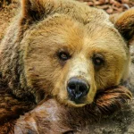 Tierpflege Warum regelmäßiges Bürsten das Wohlbefinden deines Hundes steigert
