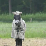 Tierpflege Warum regelmäßiges Bürsten das Wohlbefinden deines Hundes steigert