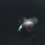 Tierwelt & Kuriose Fakten Die größten Tiere, die je auf der Erde gelebt haben