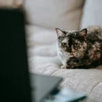 Tierverhalten Warum manche Katzen extrem verschmust sind und andere nicht