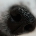 Tiergesundheit Was tun, wenn dein Haustier einen Insektenstich hat?