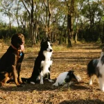 Tierverhalten Warum Hunde manchmal auf Menschen springen und wie du es verhinderst