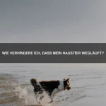 Wie unterstütze ich mein Haustier im hohen Alter?