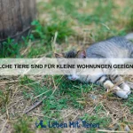 Warum bauen Hamster Vorräte auf?
