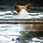 Welche Tiere haben die schnellste Reflexe?