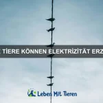 Wie du ein Haustier vor Langeweile schützt