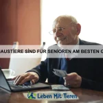 Wie man ein Haustier aus dem Tierheim auswählt
