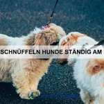 Warum besitzen einige Tiere eine Tarnfarbe?