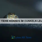 Wie erkenne ich eine Erkrankung bei meinem Haustier?