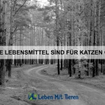 Warum haben Elefanten so große Ohren?