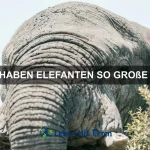 Wie verhindere ich, dass mein Haustier giftige Pflanzen frisst?