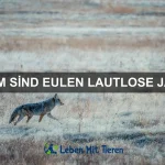 Welche Tierarten haben das beste Gedächtnis?