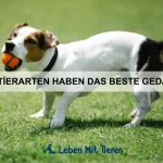 Warum sind Eulen lautlose Jäger?