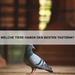 Warum lieben Hunde es, gestreichelt zu werden?