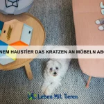 Warum lieben Hunde es, gestreichelt zu werden?