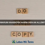 Warum können einige Vögel sprechen?