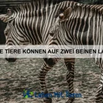 Welche Tiere können sich am besten tarnen?