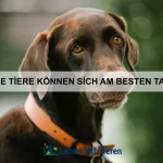 Welche Tiere sind besonders schlau?