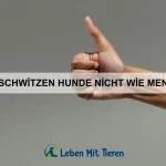 Welche Tiere kommunizieren mit Ultraschall?