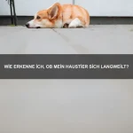 Warum schwitzen Hunde nicht wie Menschen?