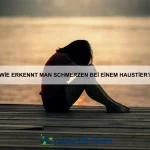 Wie kann ich meinem Haustier die Angst vor Feuerwerk nehmen?
