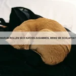Wie erkennt man Schmerzen bei einem Haustier?