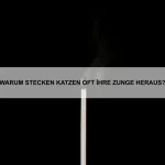 Wie sich dein Haustier auf Reisen wohlfühlt