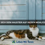 Die besten Tipps für die richtige Ernährung von Hunden und Katzen