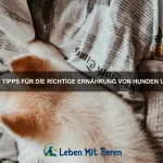 Wie sich dein Haustier auf Reisen wohlfühlt