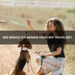 Die besten Tipps für die richtige Ernährung von Hunden und Katzen