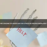 Wie bringe ich meinem Hund bei, an der Leine zu gehen?