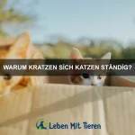 Wie bringe ich meinem Hund bei, an der Leine zu gehen?