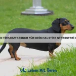 Welche Vögel können sprechen lernen?
