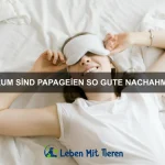 Welche Anzeichen deuten auf Langeweile bei Haustieren hin?