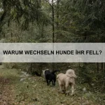 Wie du dein Haustier auf eine lange Reise vorbereitest