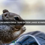 Warum wechseln Katzen plötzlich ihre Schlafplätze?