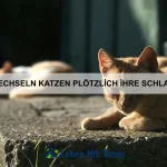 Wie du deinem Hund das ruhige Sitzen beibringst