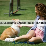 Wie du dein Haustier fit und gesund hältst