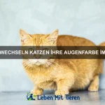 Wie beeinflusst die Jahreszeit das Verhalten von Haustieren?