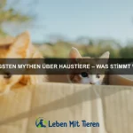 Wie man den perfekten Kratzbaum für eine Katze auswählt