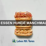 Die häufigsten Mythen über Haustiere – was stimmt wirklich?