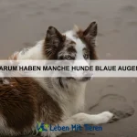 Warum rollen sich Igel zu einer Kugel zusammen?