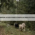 Warum rollen sich Igel zu einer Kugel zusammen?