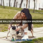 Wie du deinem Hund das Bellen abgewöhnst