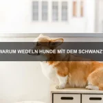 Warum trinken Katzen so wenig Wasser?