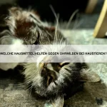Wie trainiere ich einen Welpen richtig?